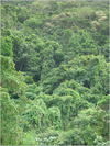 DSC00231-Daintree-rainforest-is-100-or-so-million-years-old.jpg [599895 octets]