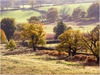countryside-tree-bradgate.jpg [164843 octets]