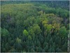 forest.aerial.jpg [85107 octets]