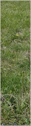 grass1.jpg [69243 octets]