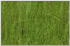 grass.jpg [34504 octets]