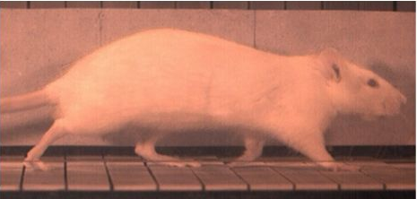 Extrait d'une vid&eacute;o d'un rat en mouvement