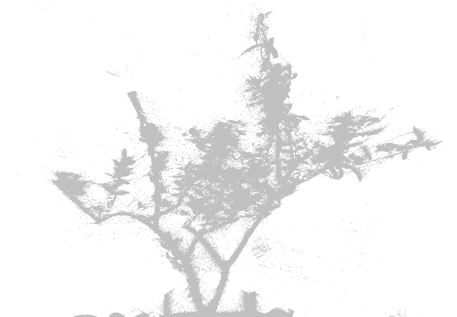Scan of an olive tree