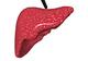 liver2.jpg [46Ko]